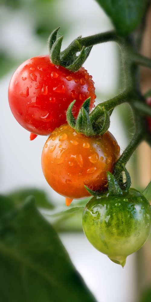 A vertical shot of ripe and unripe cherry tomatoes on a branch